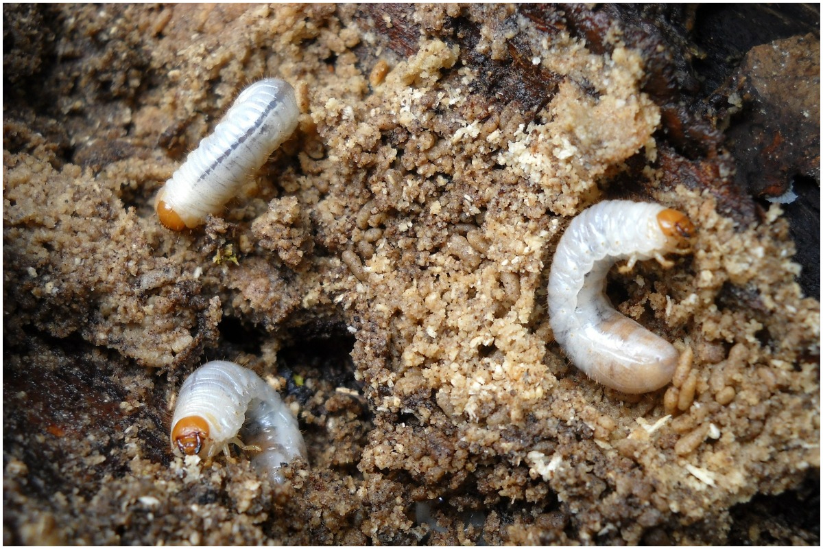 Lawn care tips for grub problems