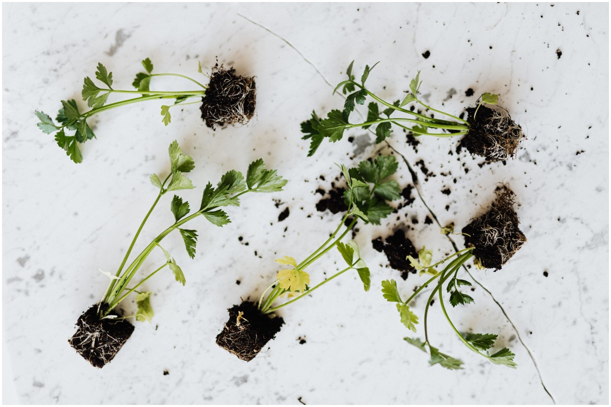 plant options