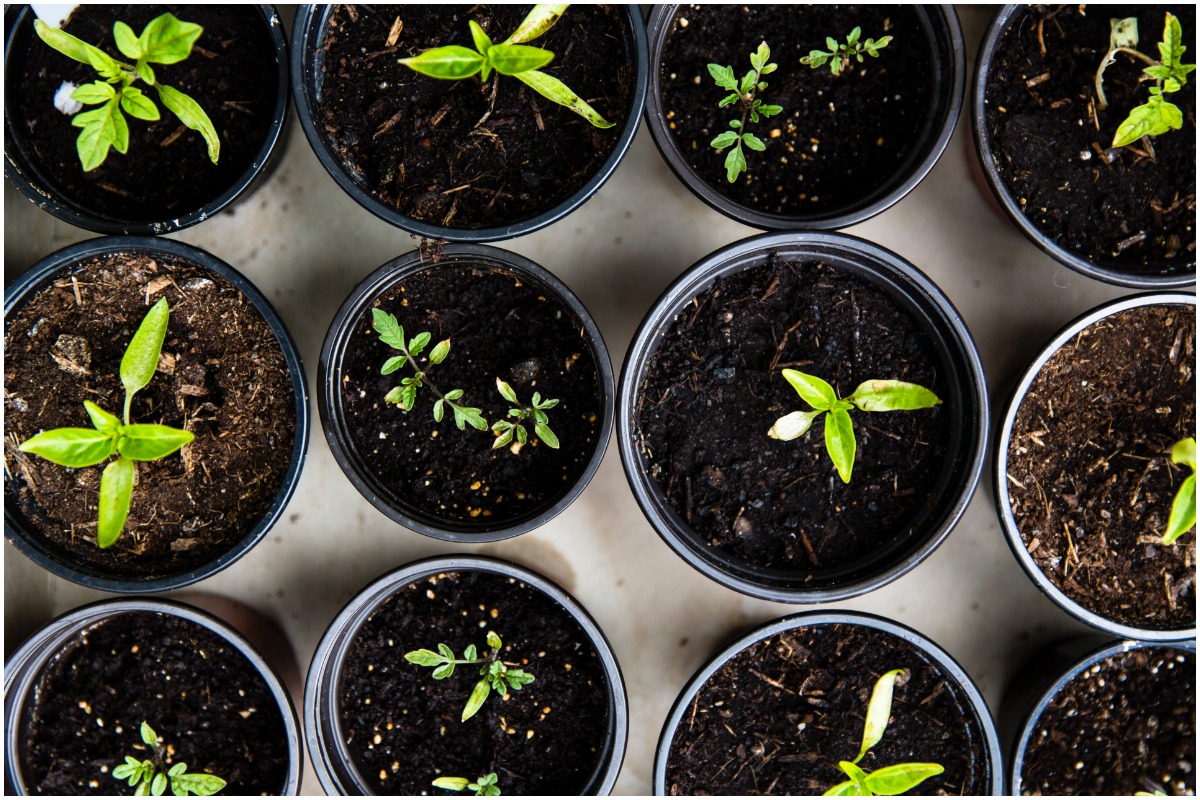 sprouts