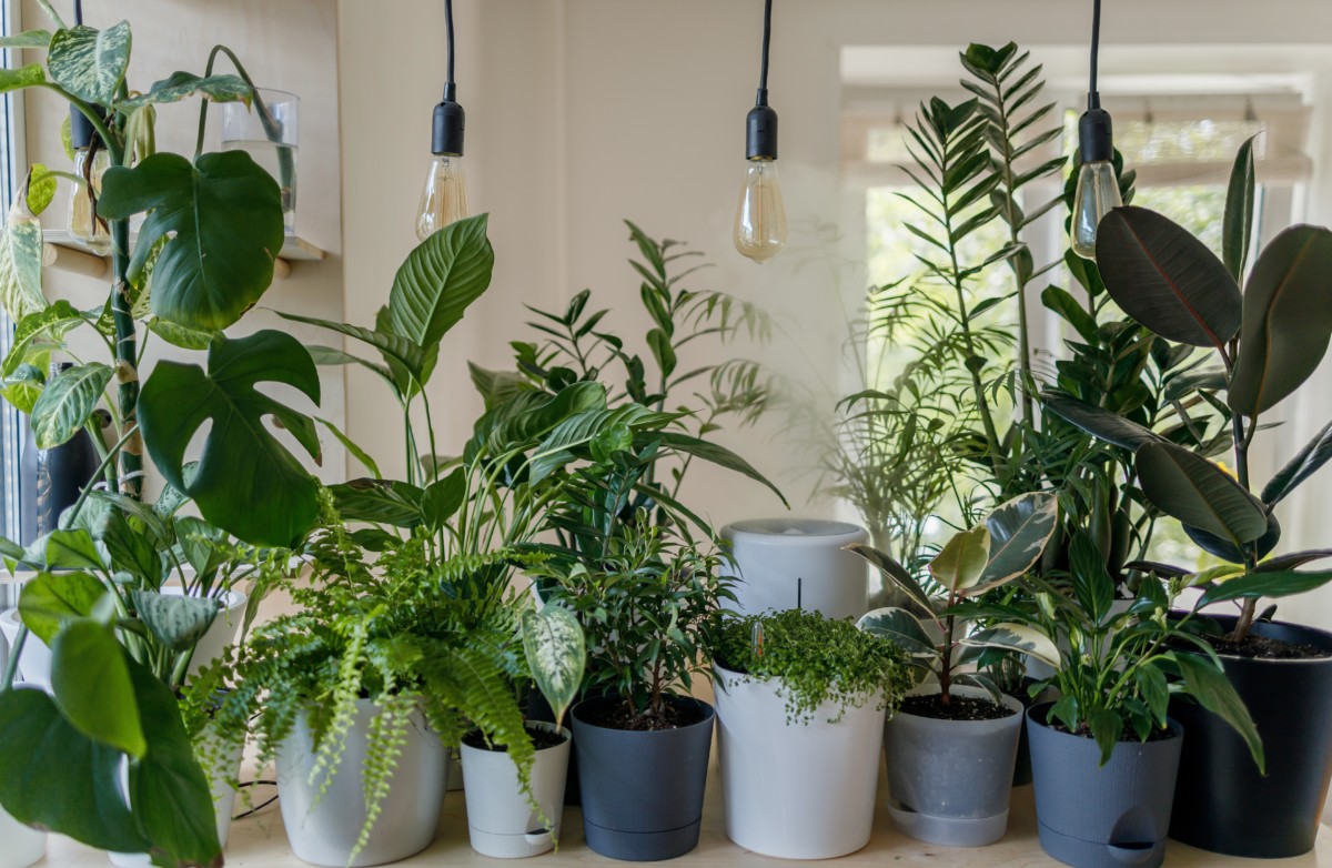 pet-safe-plants-1