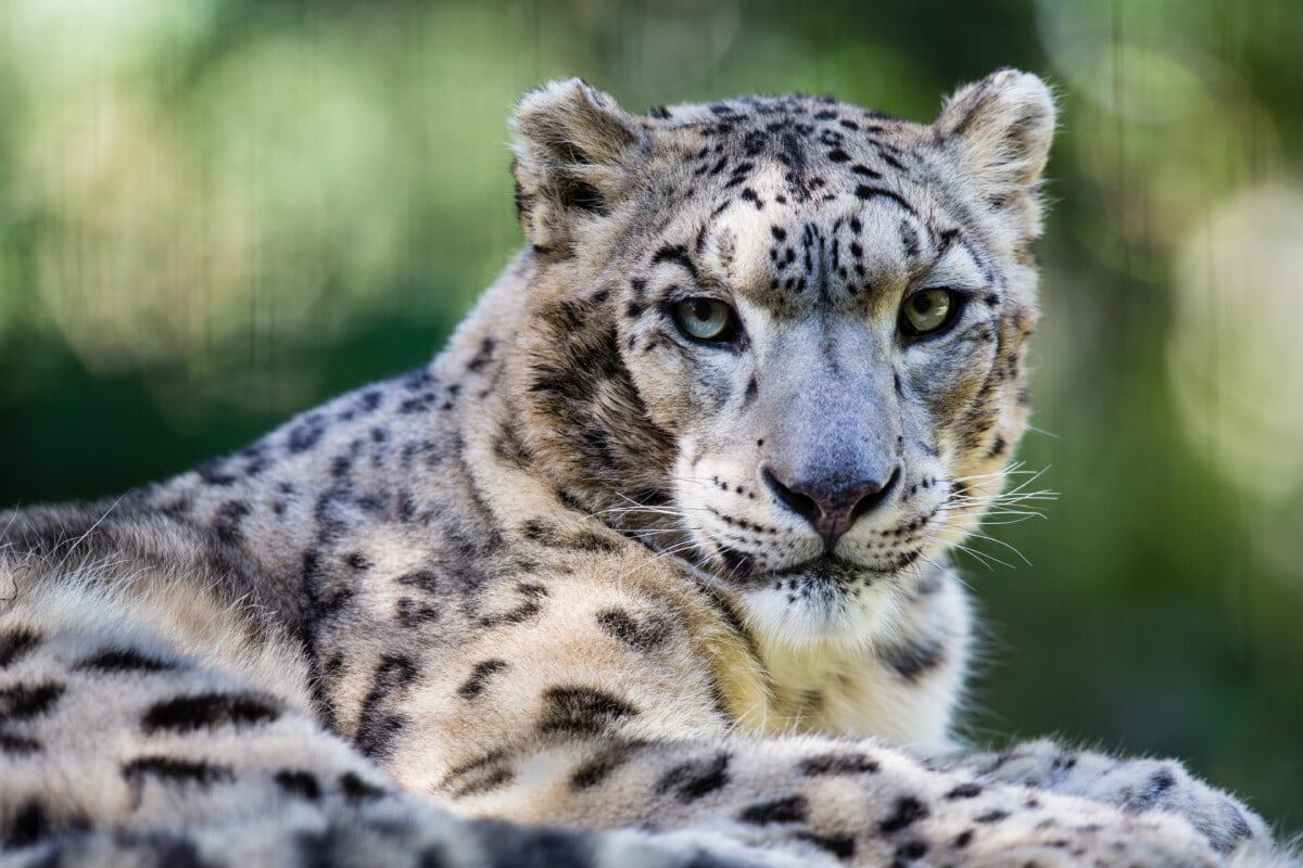 Close-up shot of an adult snow leopard, resting on a rock. Leopard is looking at camera. Taken on a Canon 400mm f/2.8 lens from a short distance away.