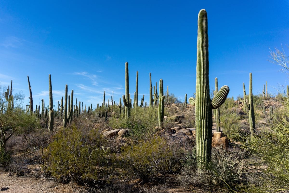 saguaro cacti in arizona