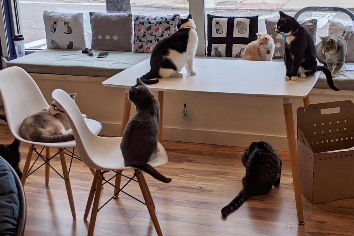 Cat Cafe