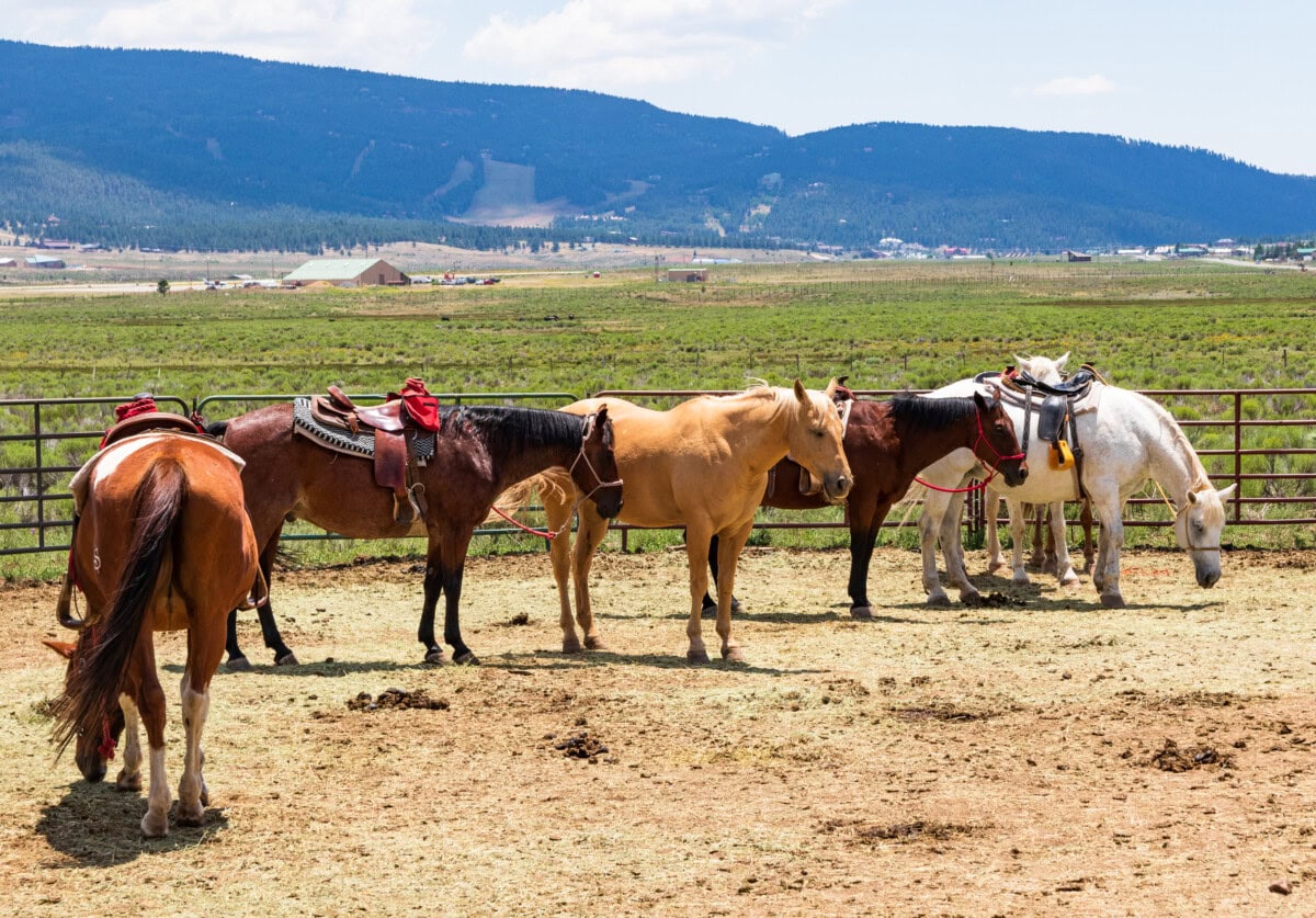 farm ranch in new mexico