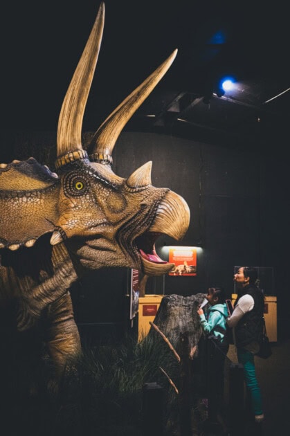 Skeleton of dinosaur Triceratops in exhibit 