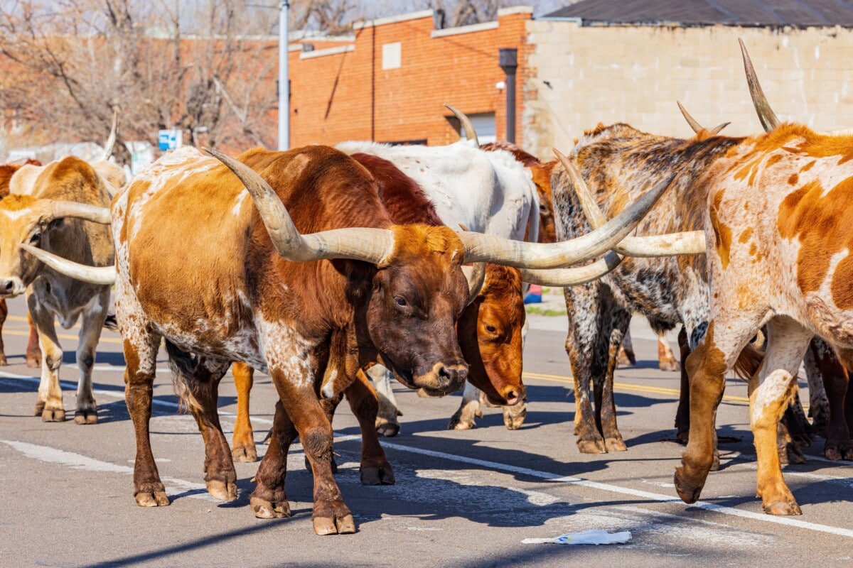 things to do and parks in oklahoma city
