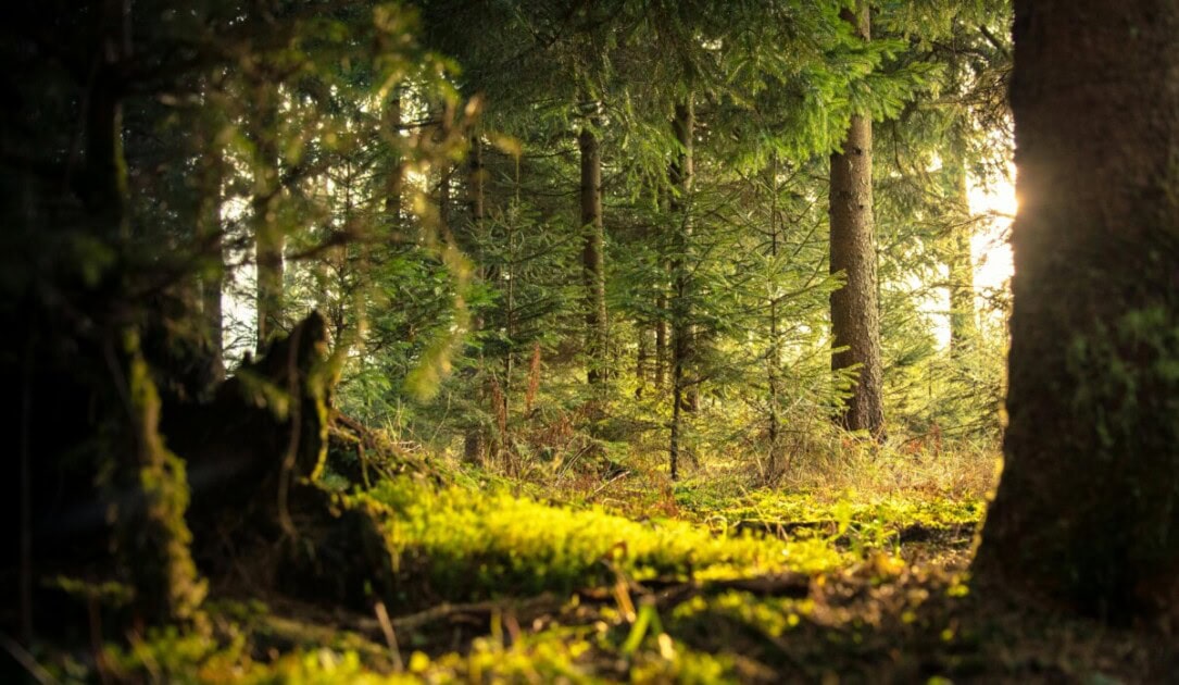 Woods